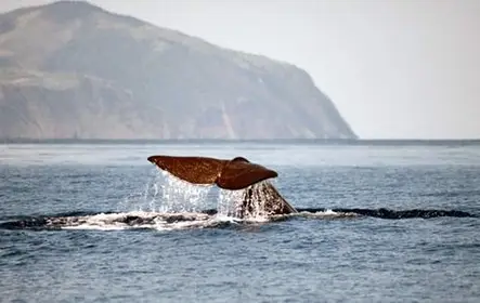 São Miguel Whale Watching Catamaran Tour