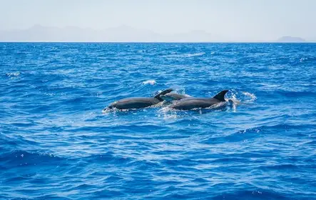 Experiência de observação de baleias e golfinhos em Lanzarote