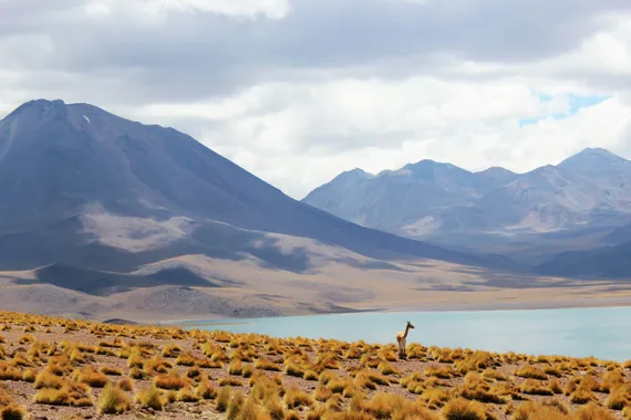 Alpaca em Cajon del Maipo