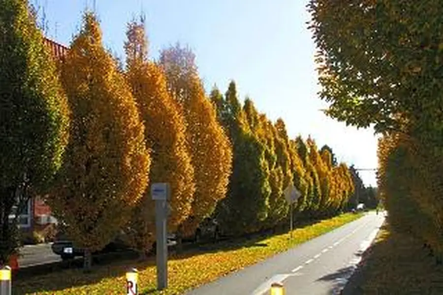 foto-0
