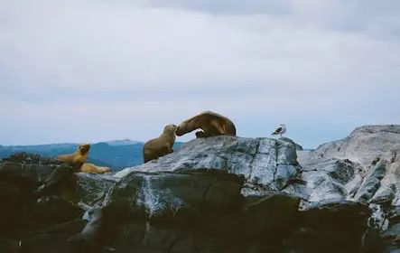 Navegação leões marinhos, pássaros e farol